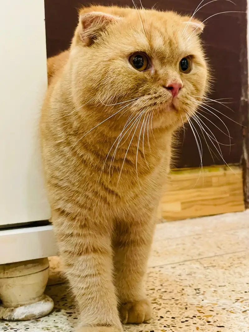 All Types of Cats / Kittens Available For Sale | Scottish | British — photo 6