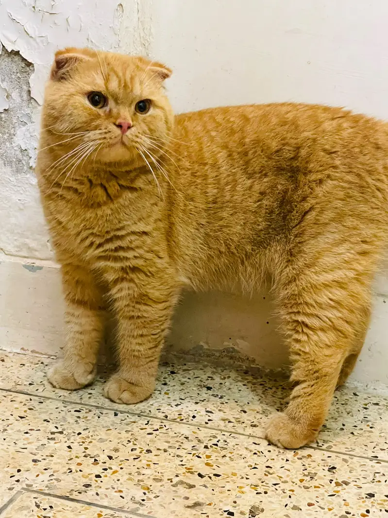 All Types of Cats / Kittens Available For Sale | Scottish | British — photo 7