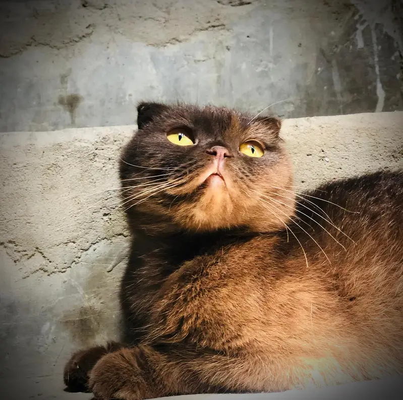 All Types of Cats / Kittens Available For Sale | Scottish | British — photo 8