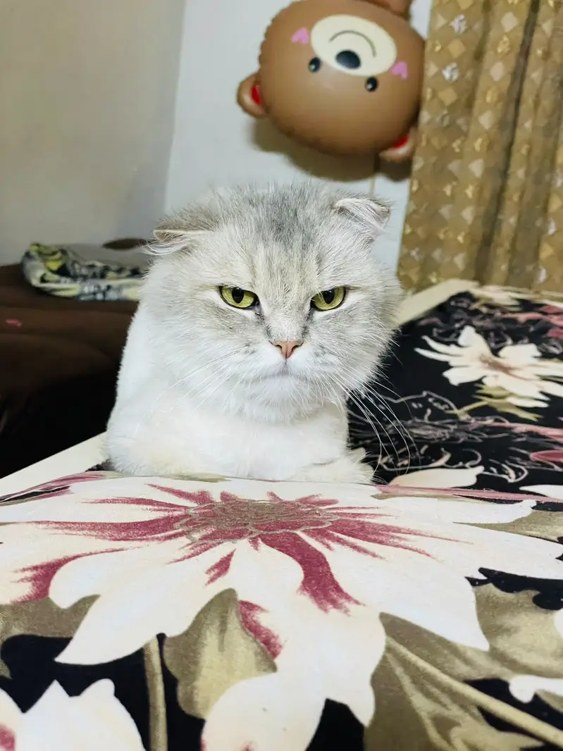 All Types of Cats / Kittens Available For Sale | Scottish | British — photo 9