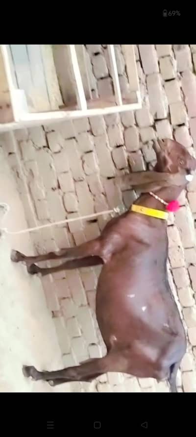 piuer dasi nagri 4/5 month guban bakri
