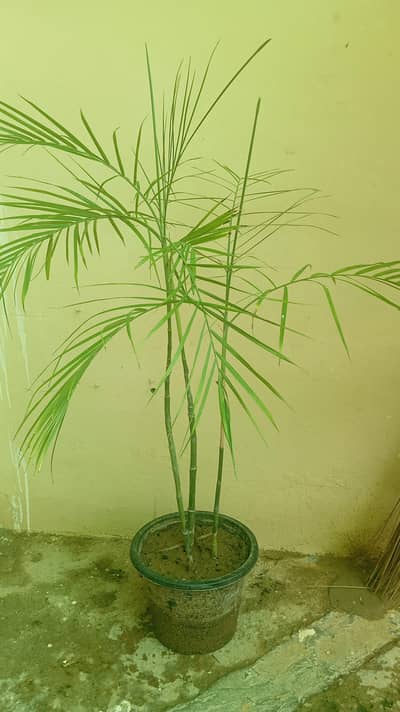 Bamboo/cane palm for sale