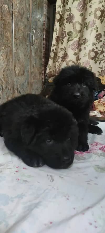 black German Shepherd pair | long coat puppy | German Shepherd puppy