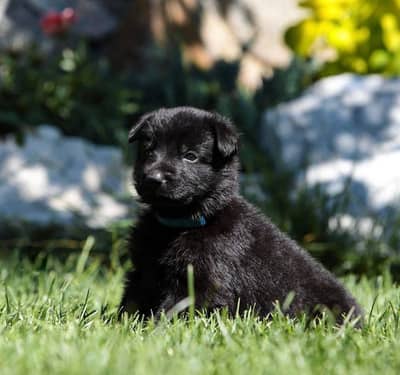 Black German Shepherd male dog for sale