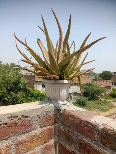 Fresh Organic Aloe Vera Plants for Sale (Single & Bundle Packs)