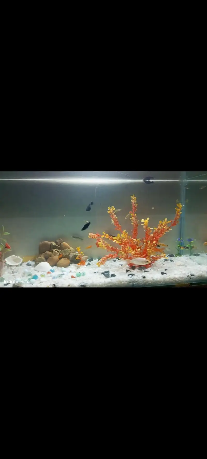 Fish Aquarium