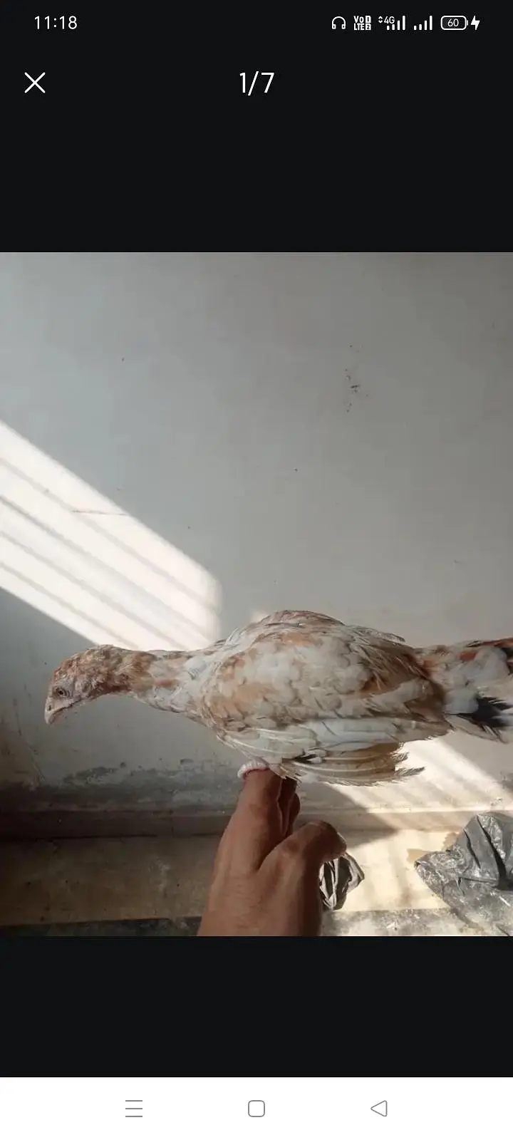Aseel pair and two chicks (two months) — photo 2
