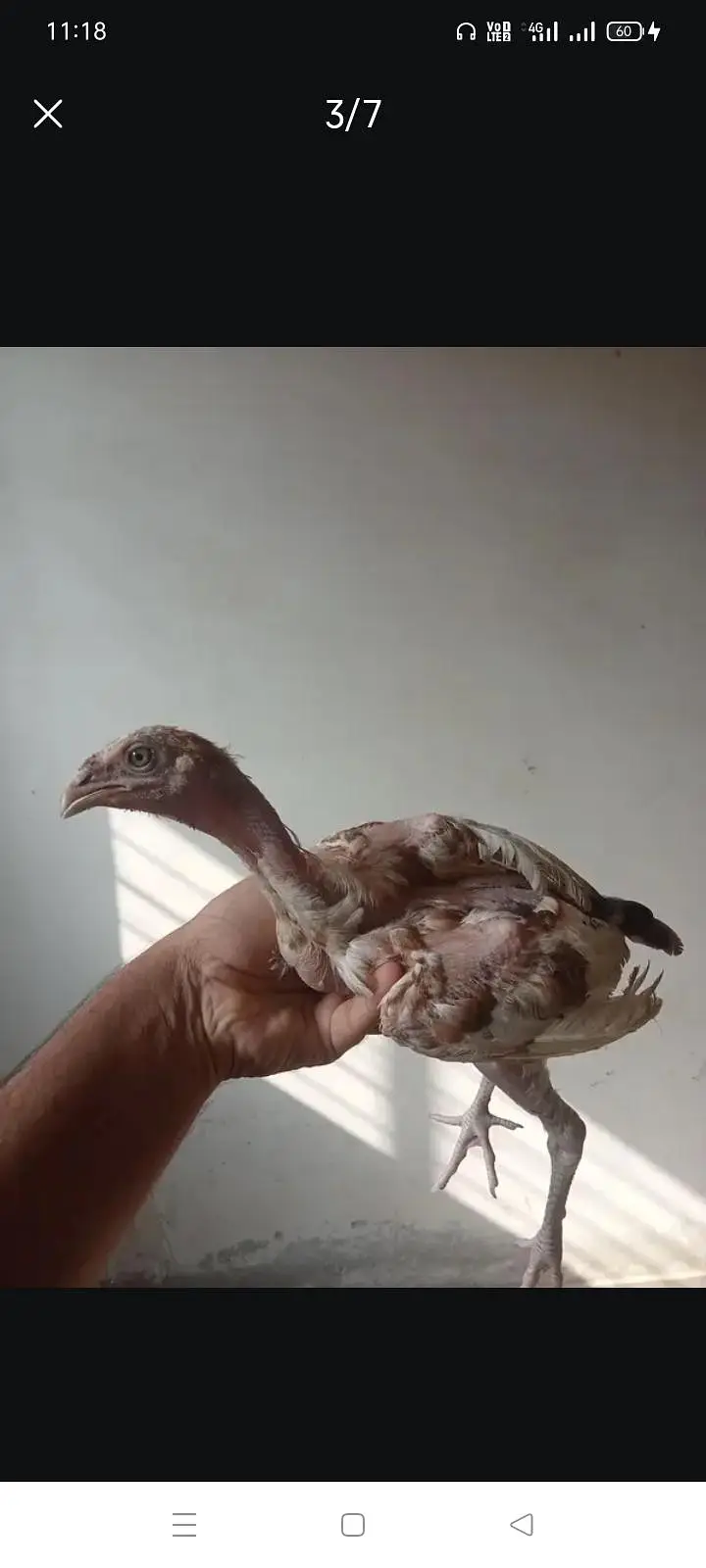Aseel pair and two chicks (two months) — photo 3