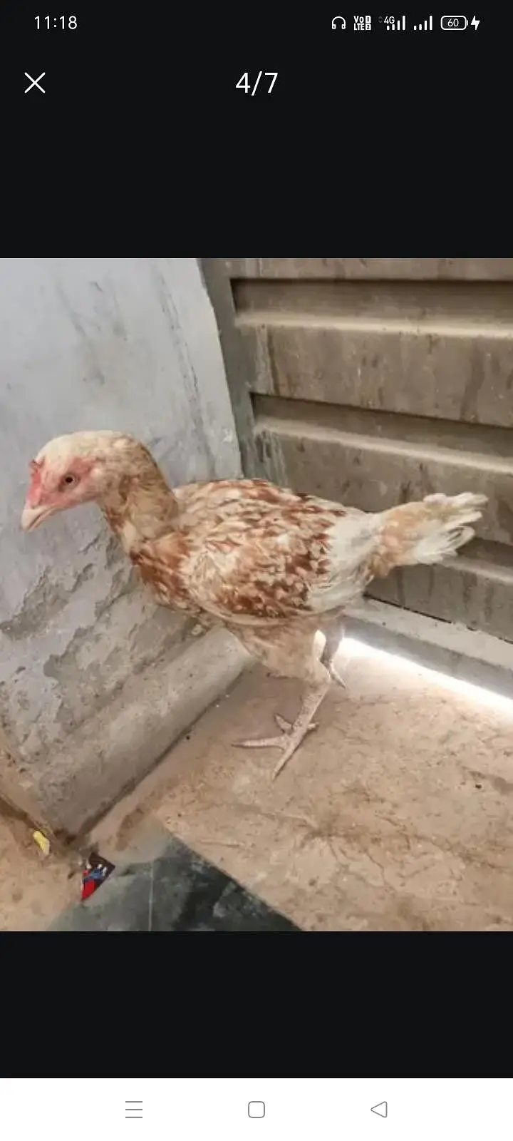 Aseel pair and two chicks (two months) — photo 4