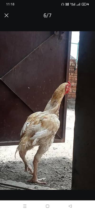 Aseel breeder pair with chicks .