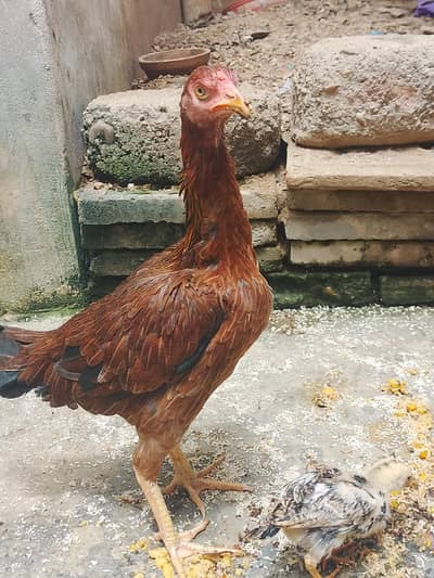 beautiful Hen for sale