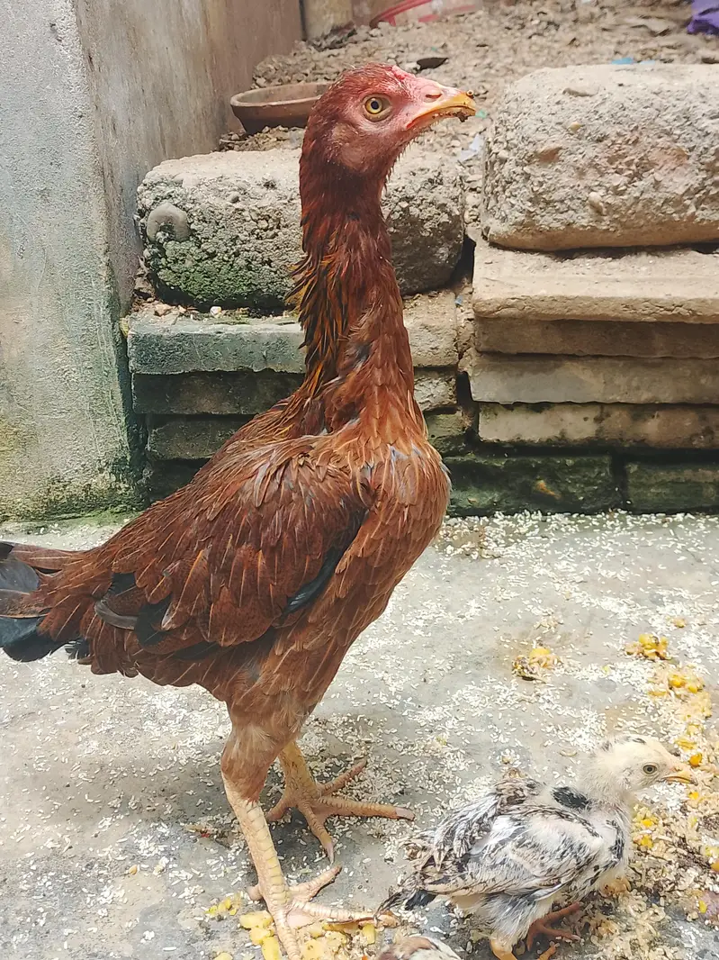 beautiful Hen for sale — photo 2