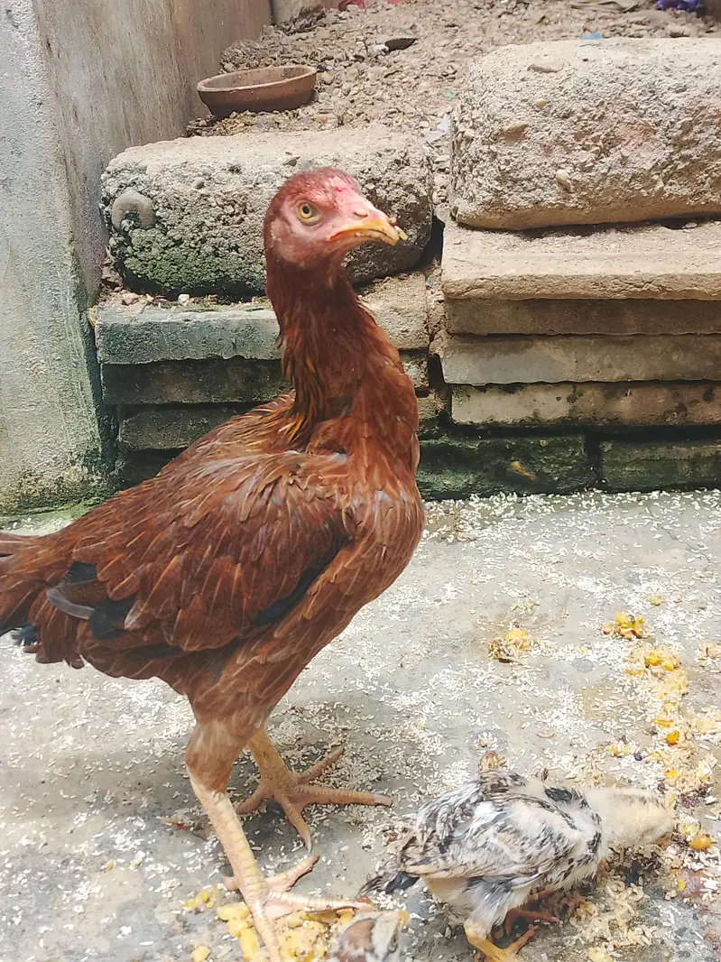 beautiful Hen for sale — photo 3