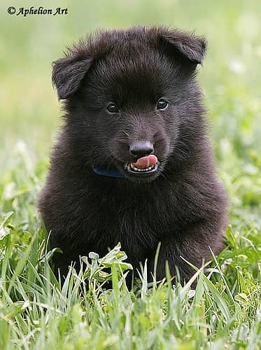 Black German Shepherd male dog for sale