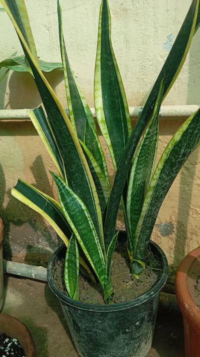 snake plant and spider plant for sale