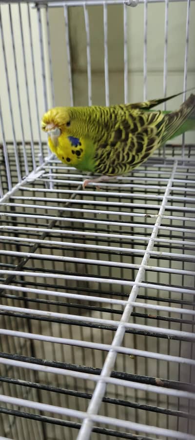 mix birds available