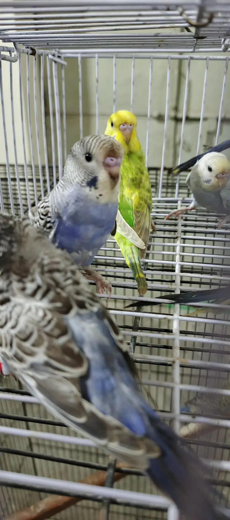 mix birds available — photo 2
