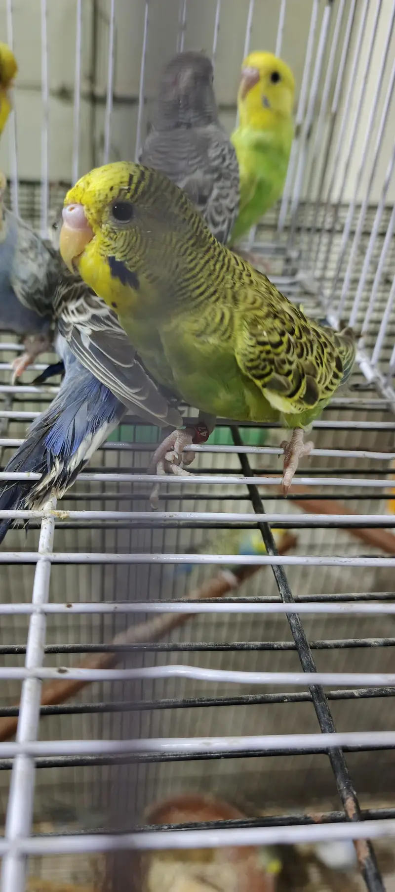 mix birds available — photo 3