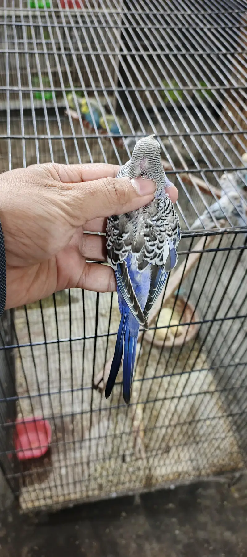 mix birds available — photo 4