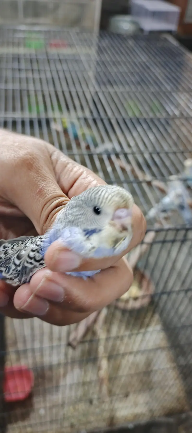 mix birds available — photo 5