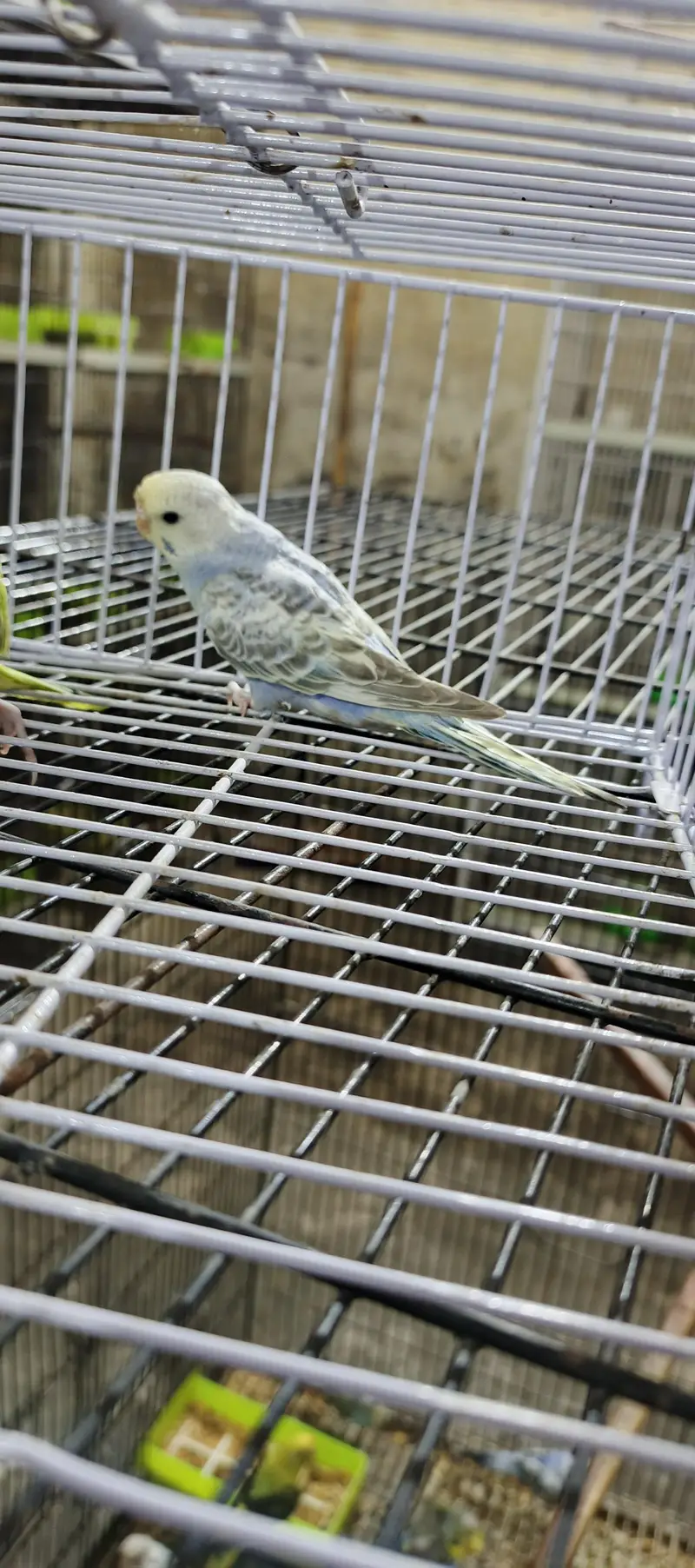 mix birds available — photo 6
