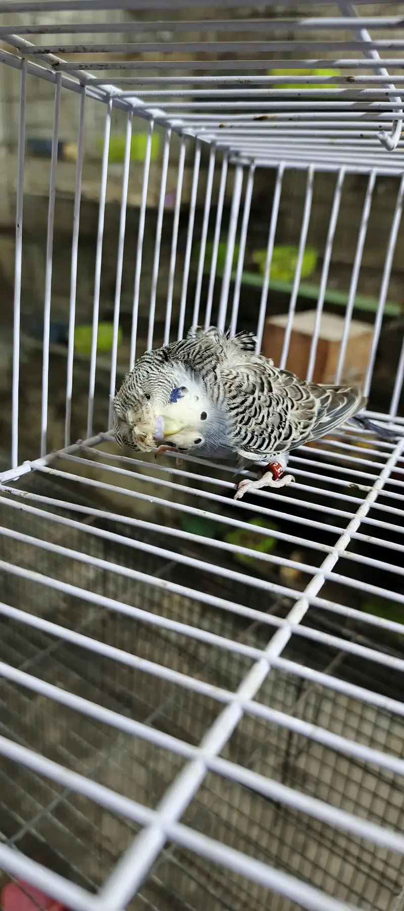 mix birds available — photo 7