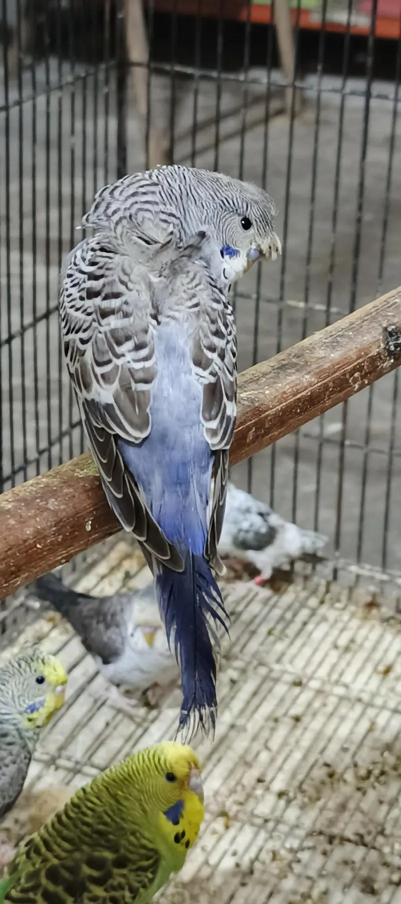 mix birds available — photo 8