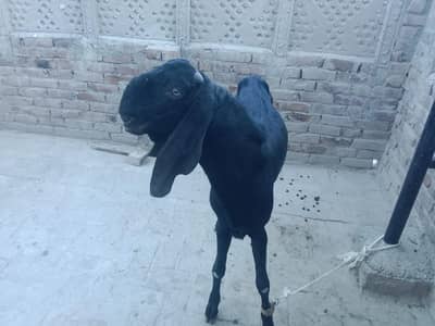 Beetal Nasal Healthy and Active