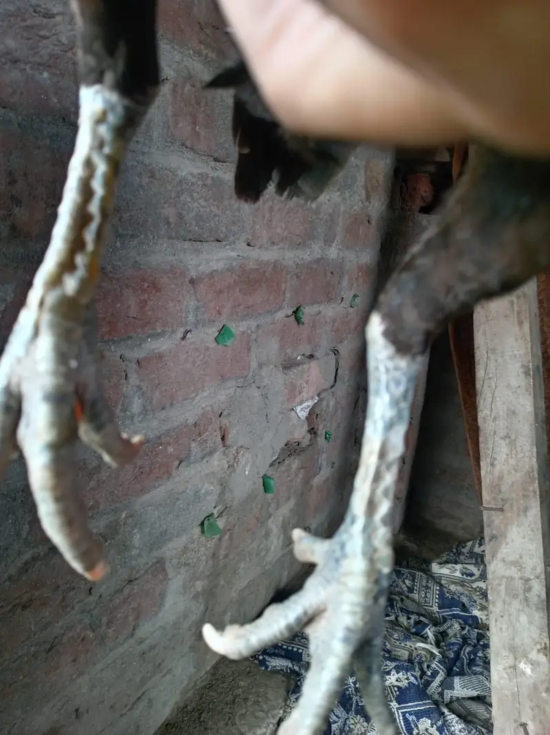 burmi mirga.  1mirgrei burmi 03296121432 Whatsapp — photo 2
