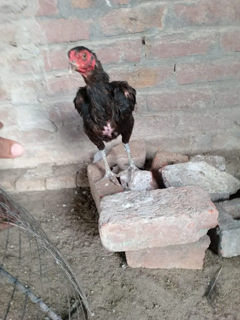 burmi mirga.  1mirgrei burmi 03296121432 Whatsapp — photo 6