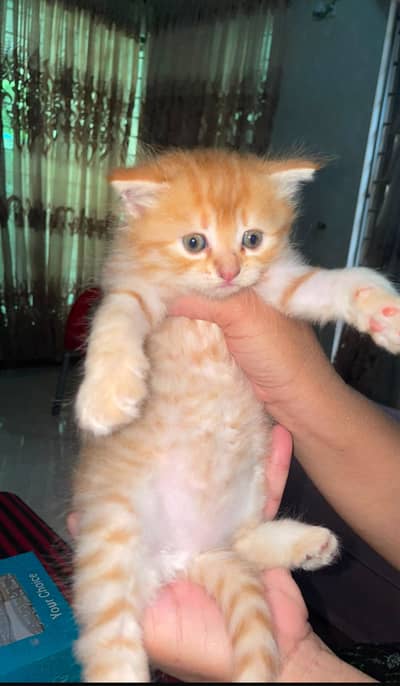 Persian kittens Triple coat.