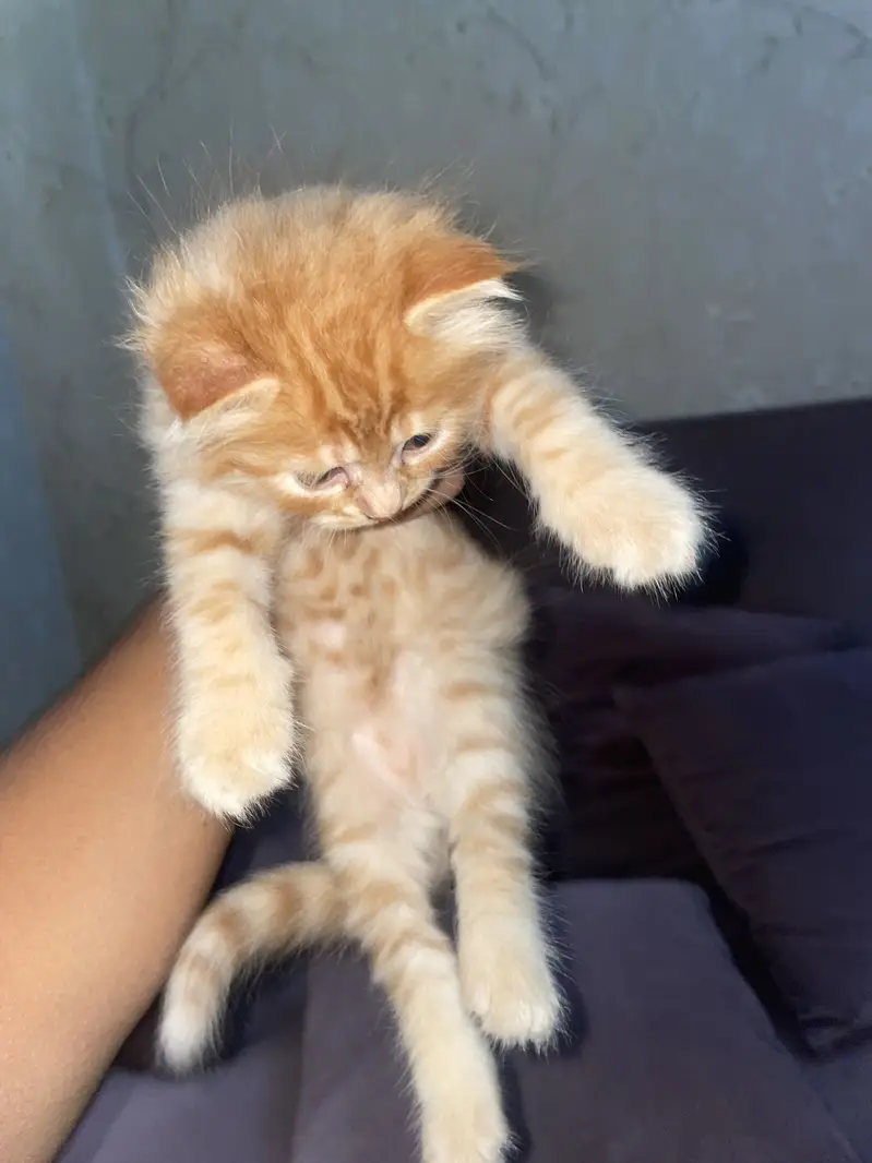 Persian kittens Triple coat. — photo 3