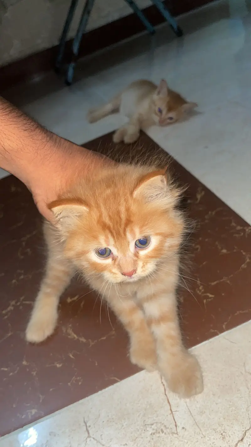 Persian kittens Triple coat. — photo 2