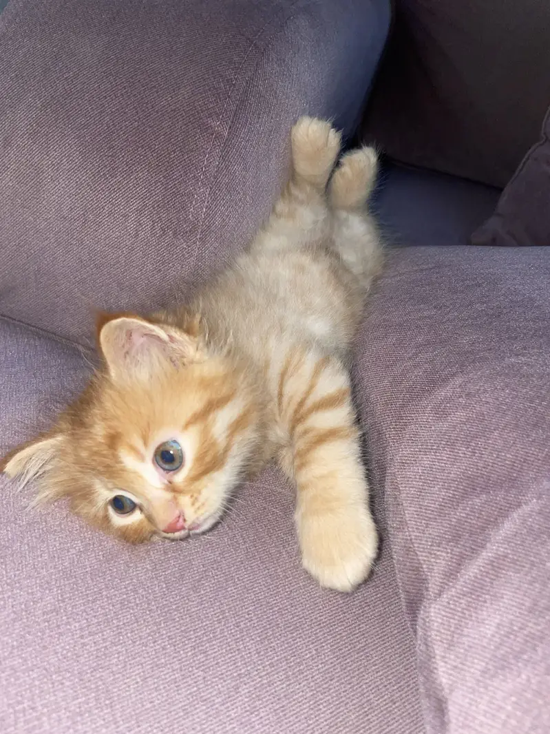 Persian kittens Triple coat. — photo 4