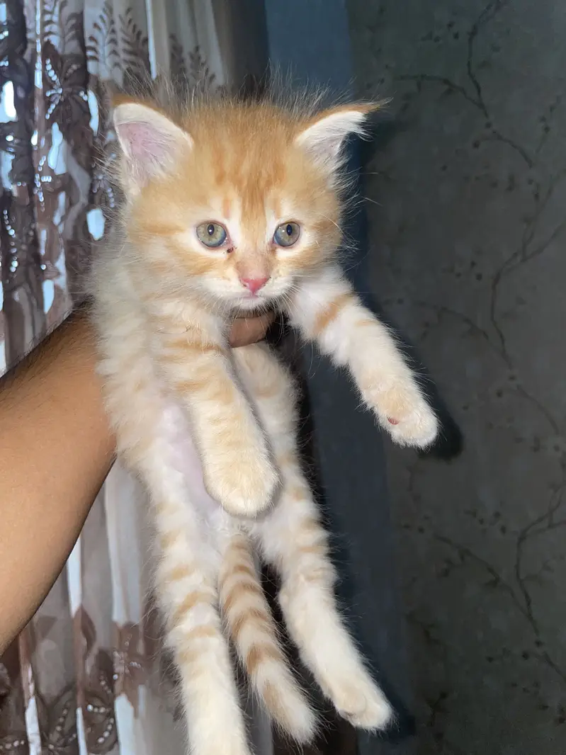 Persian kittens Triple coat. — photo 5