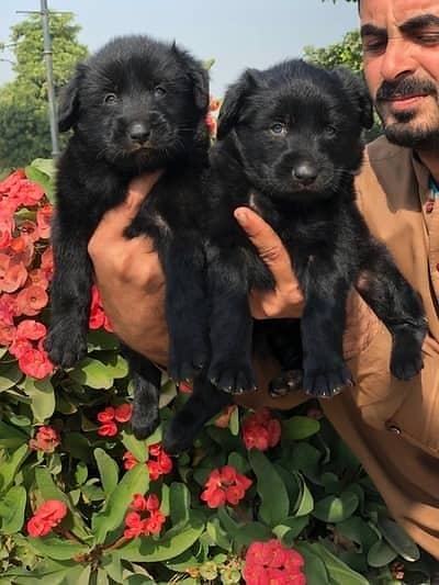 black German Shepherd pair | long coat puppy | German Shepherd puppy