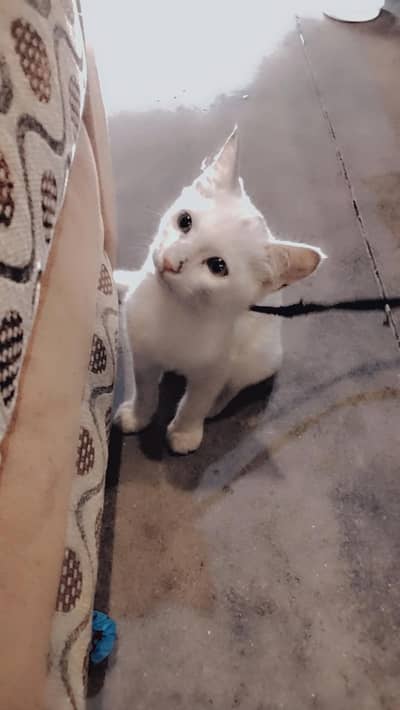 baby Persian cat