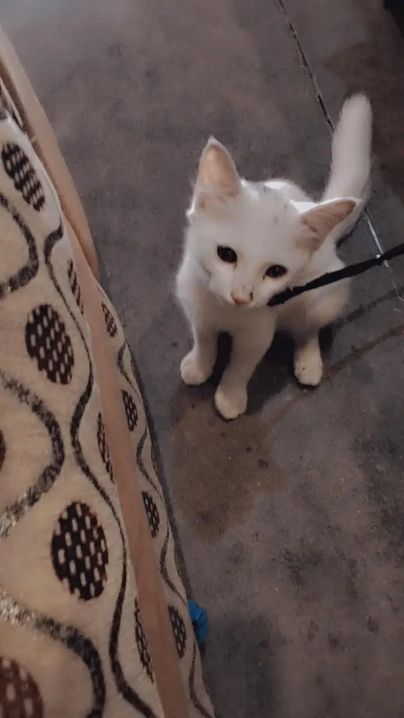 baby Persian cat — photo 3