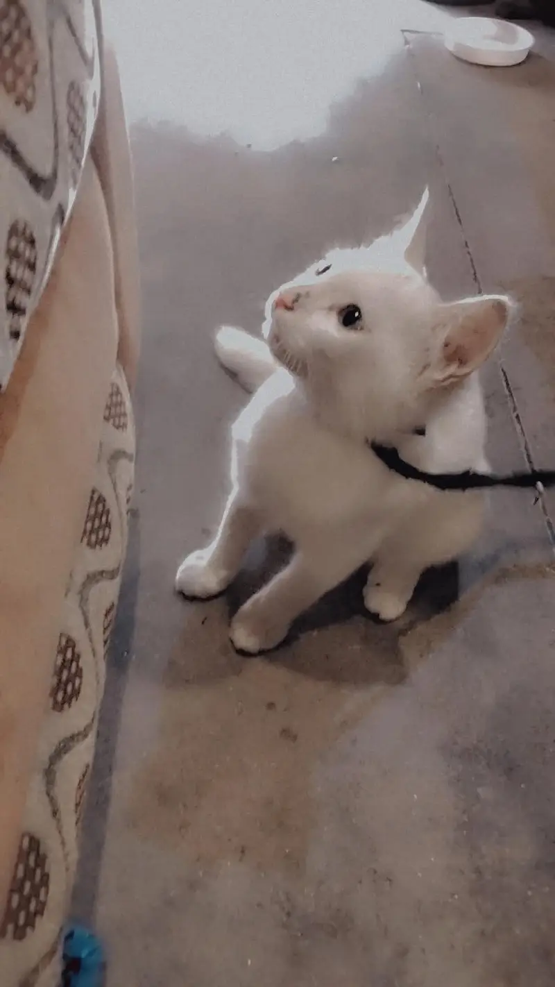 baby Persian cat — photo 4