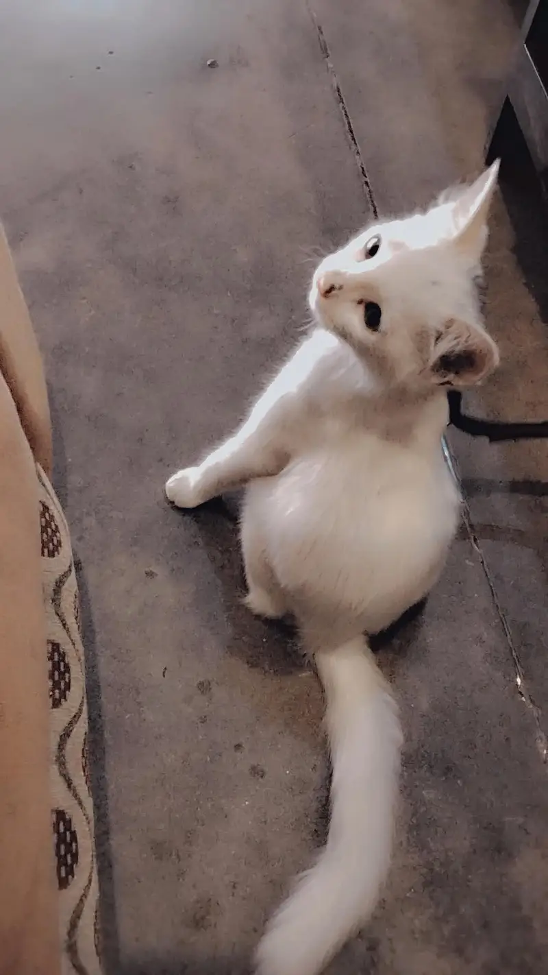 baby Persian cat — photo 6