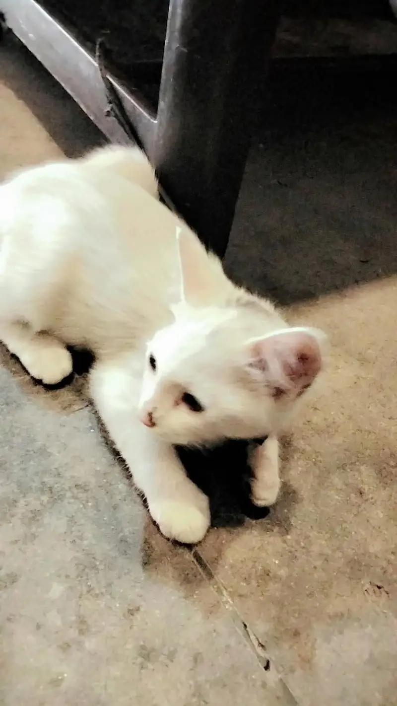 baby Persian cat — photo 8
