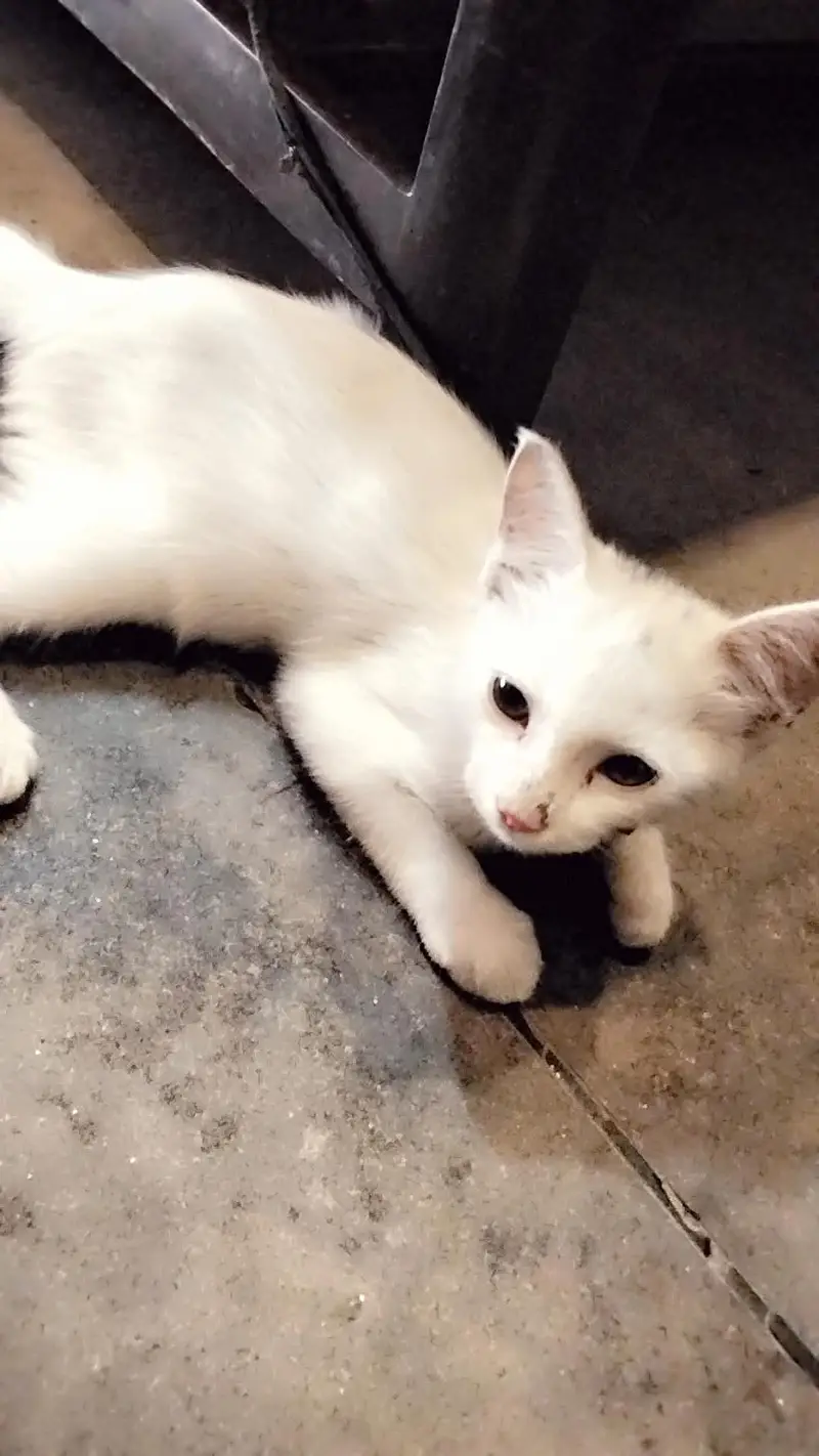 baby Persian cat — photo 9