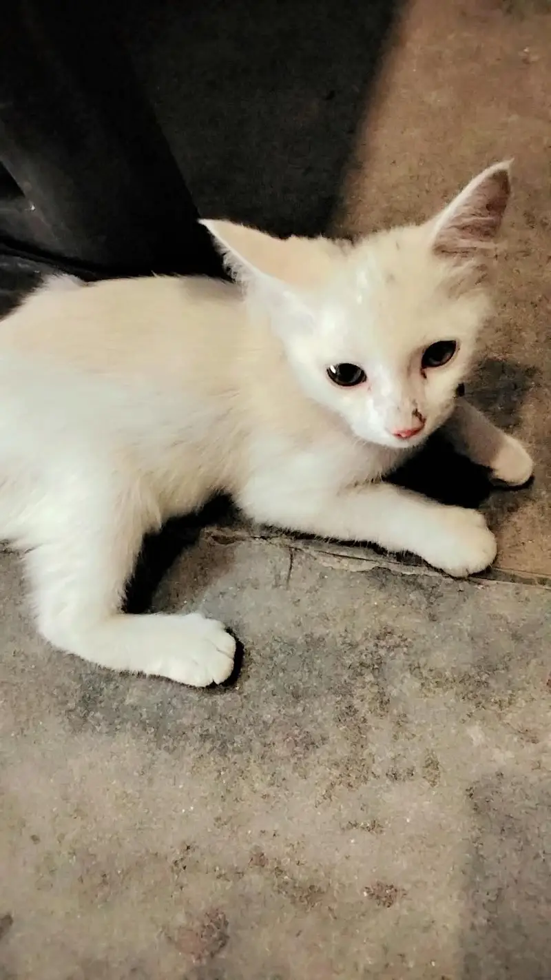 baby Persian cat — photo 10