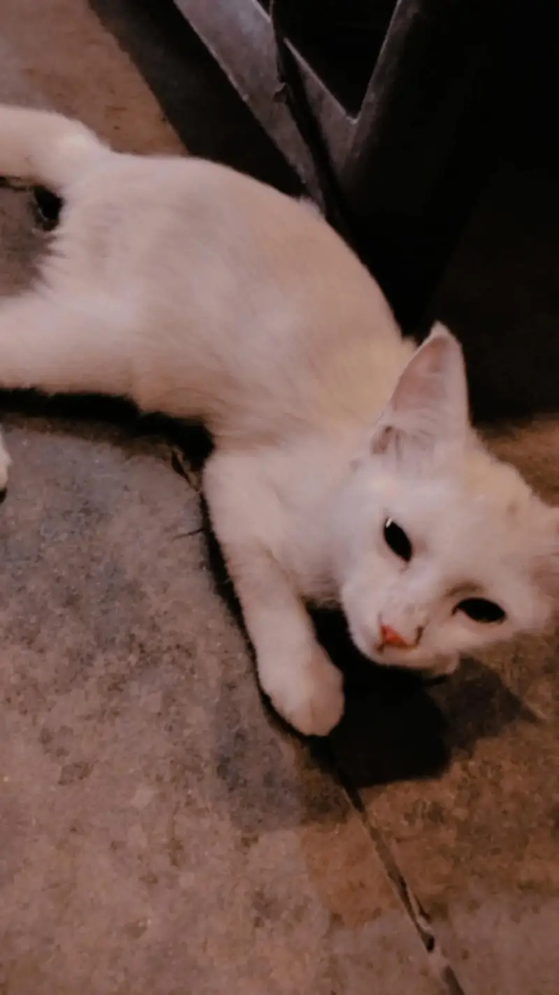 baby Persian cat — photo 11