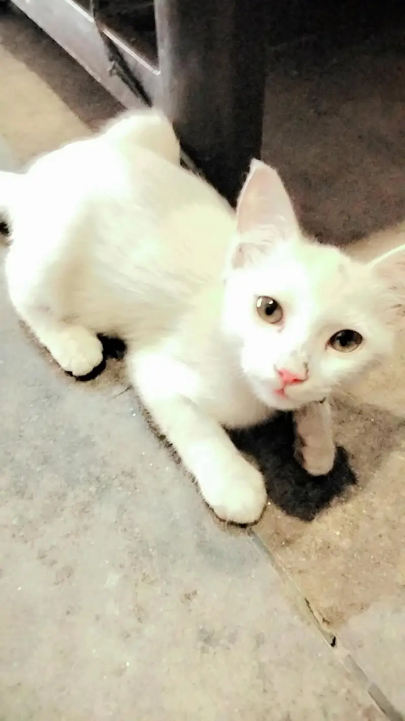 baby Persian cat — photo 12