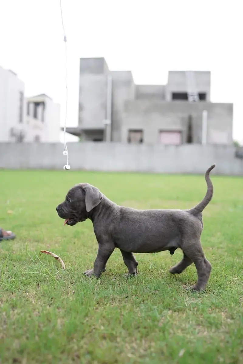 Dogs / Pupps | Black Shepherd | Pug | Poodle | Doberman | Rottwiler — photo 2