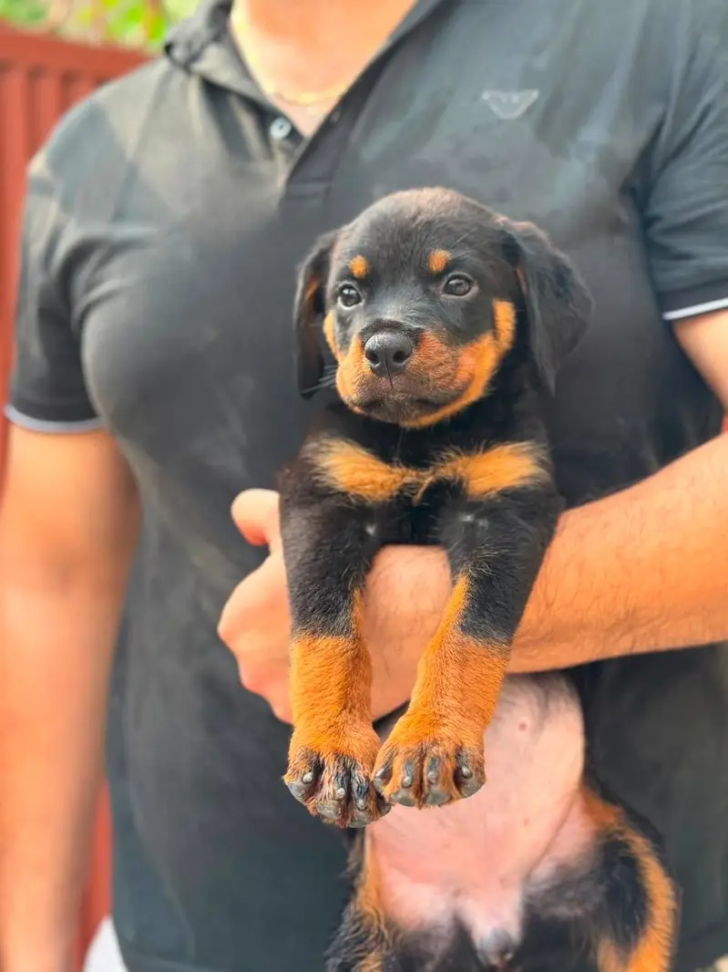 Dogs / Pupps | Black Shepherd | Pug | Poodle | Doberman | Rottwiler — photo 3