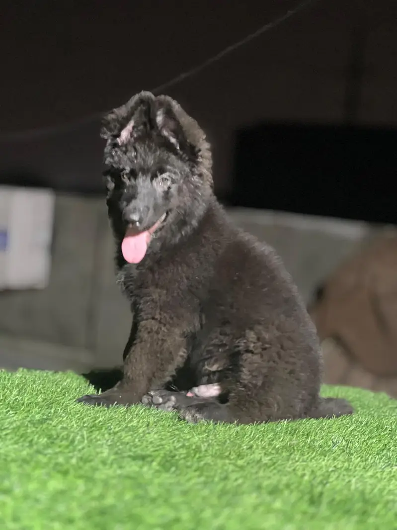 Dogs / Pupps | Black Shepherd | Pug | Poodle | Doberman | Rottwiler — photo 4