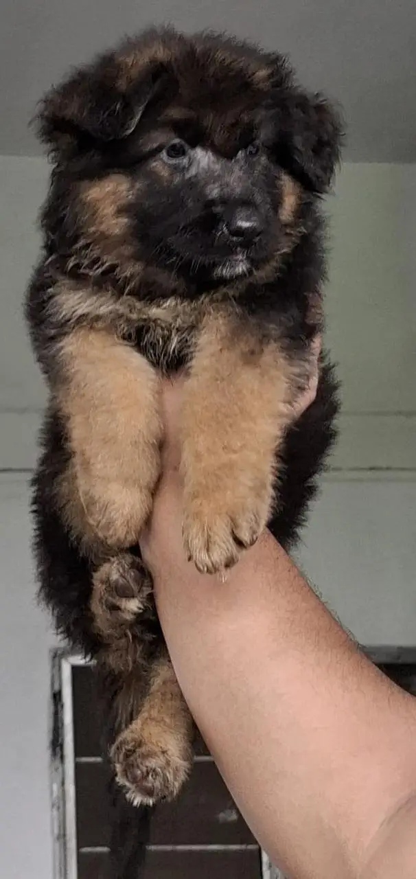 Dogs / Pupps | Black Shepherd | Pug | Poodle | Doberman | Rottwiler — photo 6