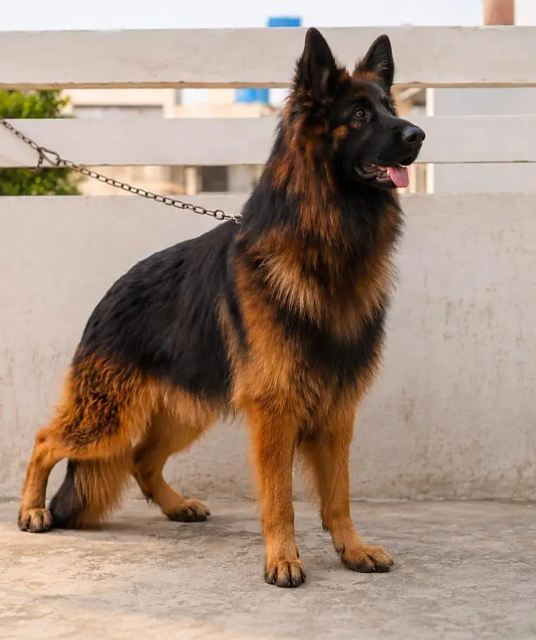 Dogs / Pupps | Black Shepherd | Pug | Poodle | Doberman | Rottwiler — photo 7